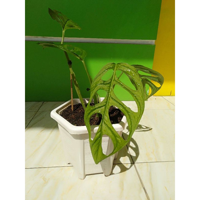 Monstera/Janda Bolong (4 Daun)