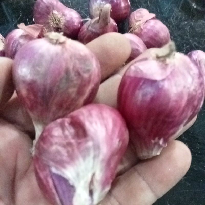 BAWANG MERAH LOKAL BREBES UKURAN BESAR 1 KG