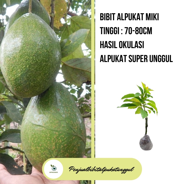 Bibit Alpukat Wina, Bibit Alpukat Wina Unggul, Pohon Alpukat Yang Baik, Pohon Alpukat Pendek Berbuah