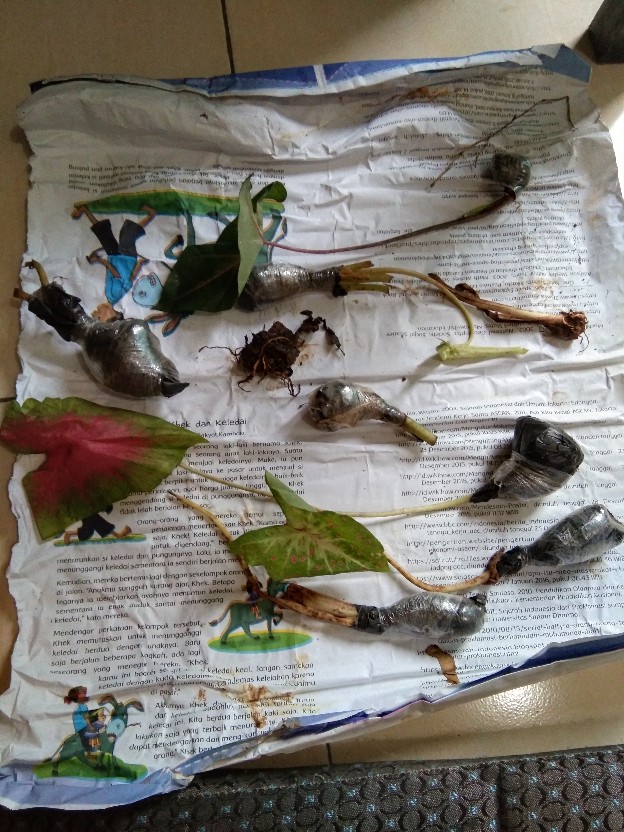 Tanaman Hias Caladium Bercak Merah Keladi Bercak Darah Garis Putih