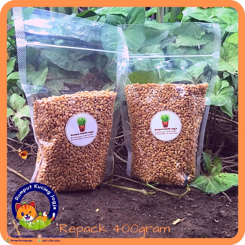 REPACK BIBIT WHEATGRASS / REPACK BIBIT RUMPUT KUCING