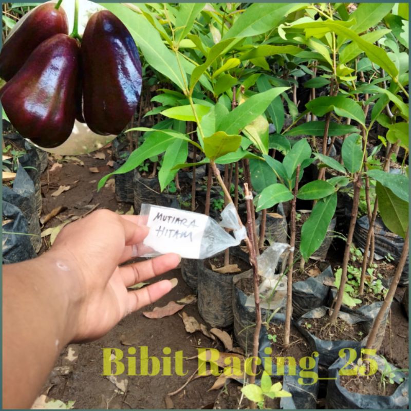 bibit jambu air mutiara hitam okulasi mutiara hitam tabulampot
