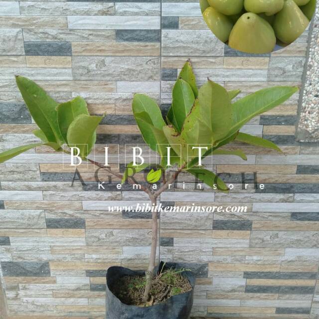 Jambu Air Camplong