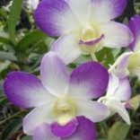 anggrek arindang blue dg