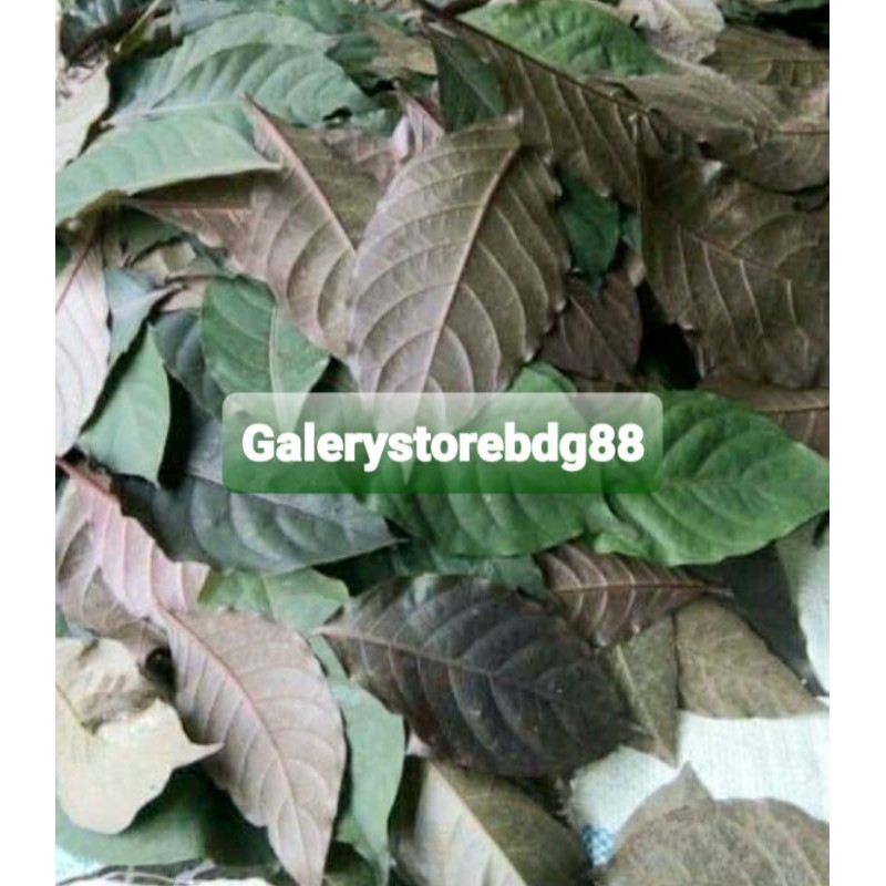 

Isi 20 lembar daun ungu daun handeuleum segar petik langsung-az