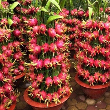 Kedai Benih Bibit Buah Naga Merah ~ 10 Biji