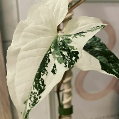SYNGONIUM ALBO VARIGATA MURAH SINGONIUM VARIEGATA PUTIH