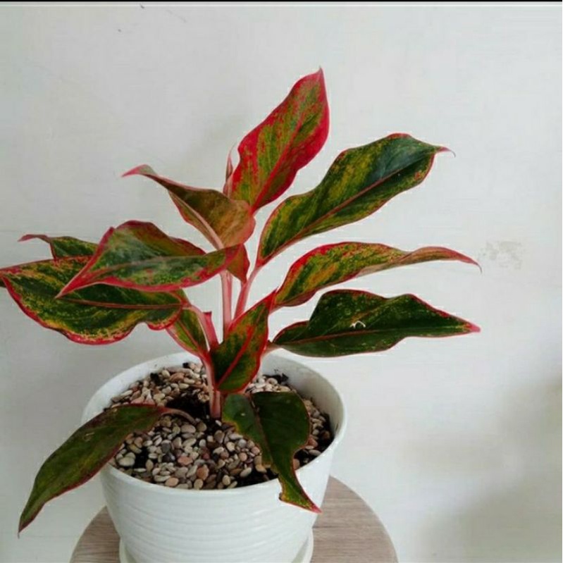 TANAMAN AGLONEMA LIPSTIK MERAH