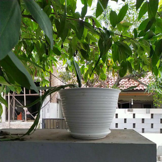 Tanaman Bunga Wijaya Kusuma Putih