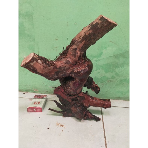 bahan bonsai dongkelan kibesi