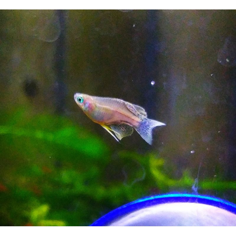 getrudae short body balon