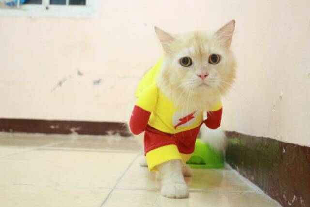 Kostum flash untuk kucing dan anjing, kostum lucu murah meriah size S M L XL