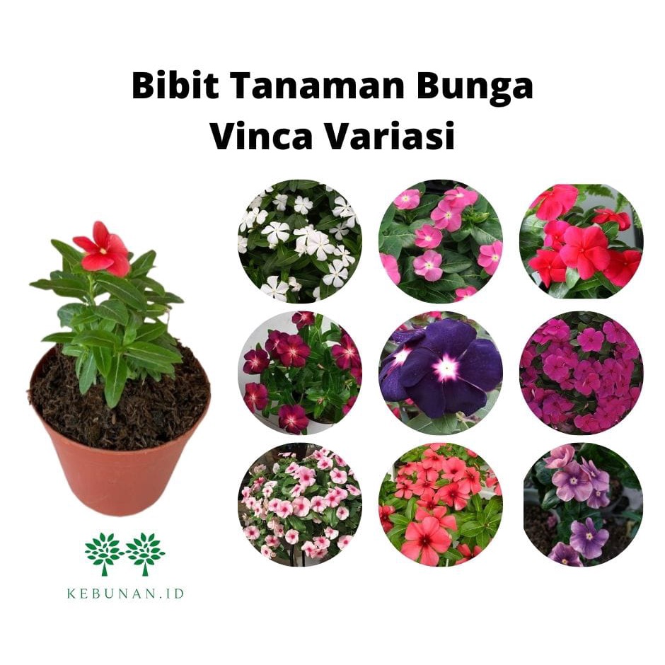 Bibit Bunga Vinca Tapak Dara Gantung Bisa Pilih Warna/Tanaman Hias Bunga Vinca