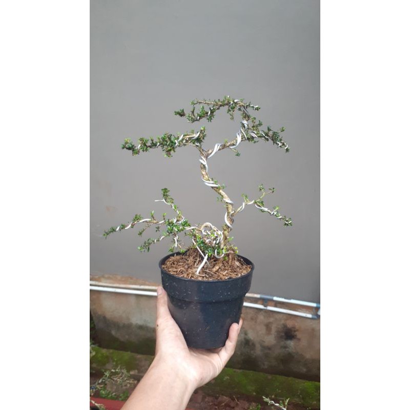 Tanaman Bonsai Seribu Bintang - Bonsai Seribu Bintang Mikro
