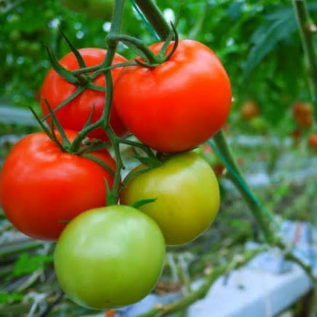 tomat segar 1 kg