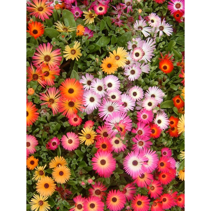 Benih-Bibit Bunga Daisy Livingstone Ice Plant Mix (Haira Seed)