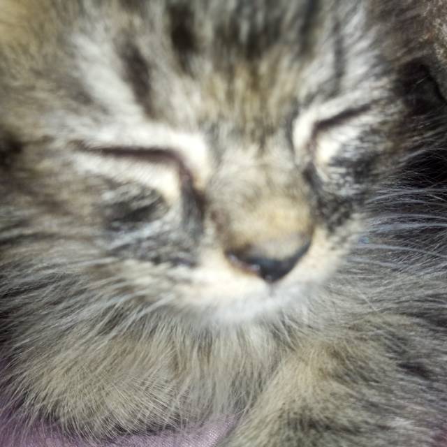 anisaameliadwiputri02