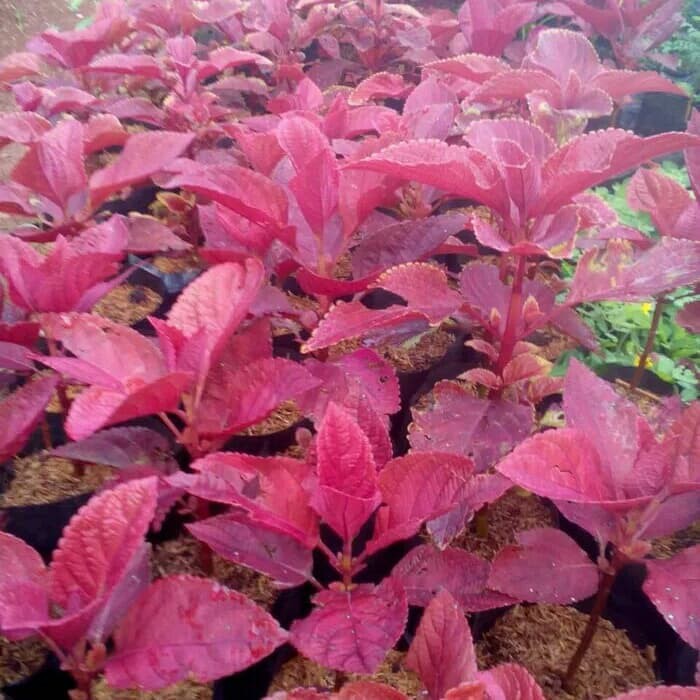 tanaman hias miyana merah / miana merah / pohon miana merah/daun jawer kotok