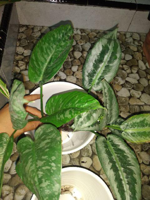 Homalomena Totol Putih