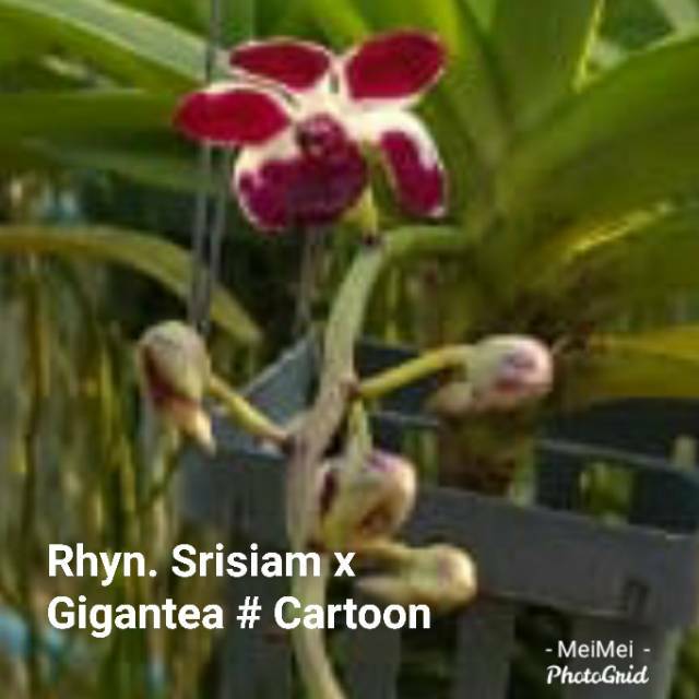 SRISIAM X GIGANTEA BERBUNGA