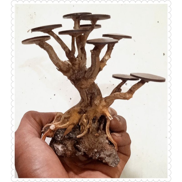 BONSAI MINI AQUASCAPE BONUS MOSS WIPIING