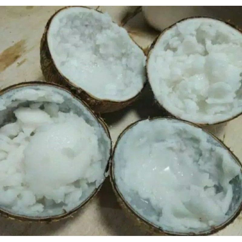 

Kelapa Kopyor Kecil Khas Sumenep | Buah Kopyor Segar | Buah Genjah Segar | Kopyor belike.co 100% Asli Sumenep