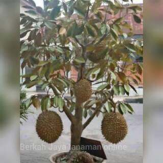 Unduh 5200 Gambar Durian Berbuah  