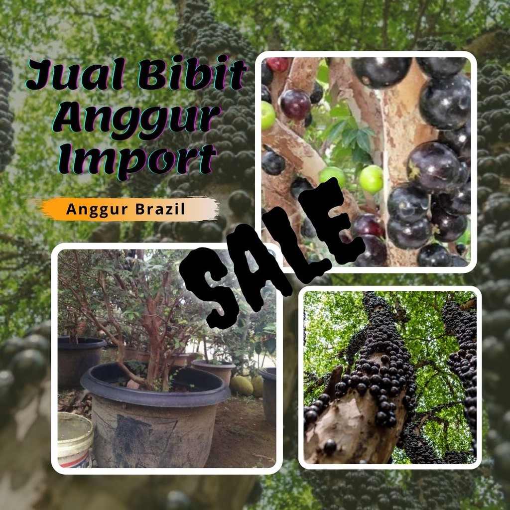 Benih Anggur Brazil Sabara, Bibit anggur brazil siap buah