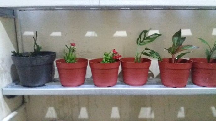 Tanaman Hias Philodendron Swiss(swiss Ceese Vine)