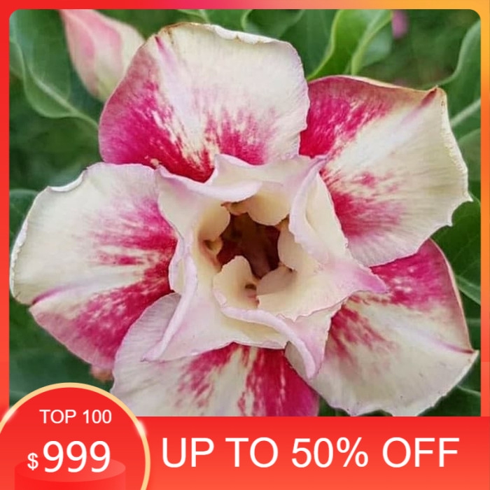 

promo Bibit bunga kamboja adenium egg roll murah