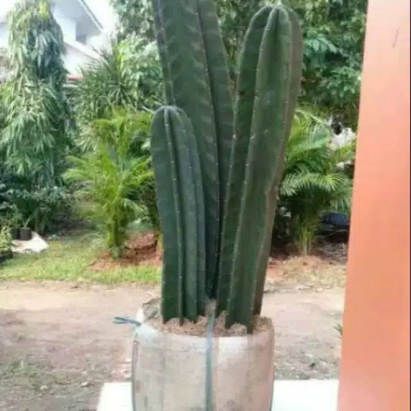 Kaktus koboi tidak berduri,tinggi 90cm sd 1 meter