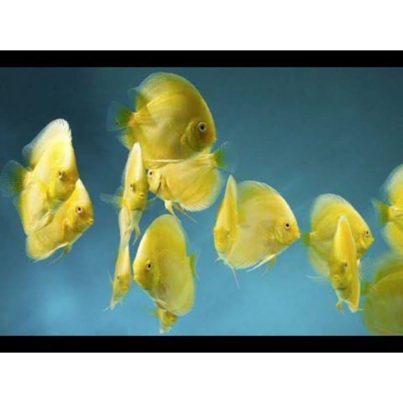 discus yellow pigeon