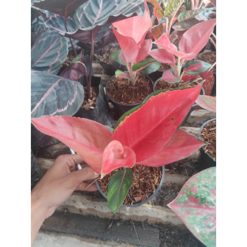 aglaonema suksom - aglaonema suksom sudah rawatan media lokal - aglaonema - suksom