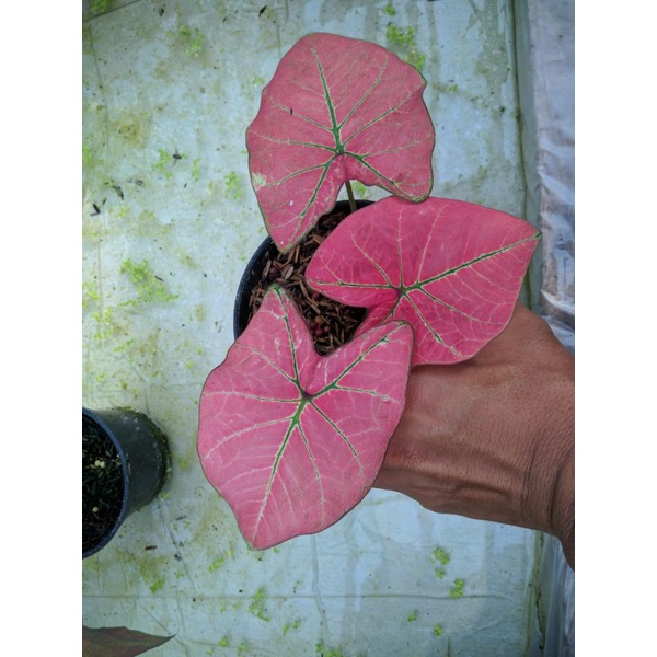 Tanaman hias caladium hybrid kebun mas isinan 2 tanaman real pic menor banget
