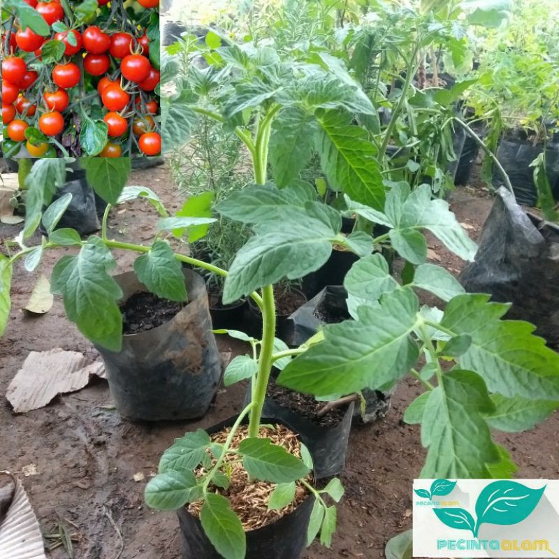 Beli 2 gratis 1 bibit tanaman buah tomat cery/Pohon tomat cery-Tomat sayur