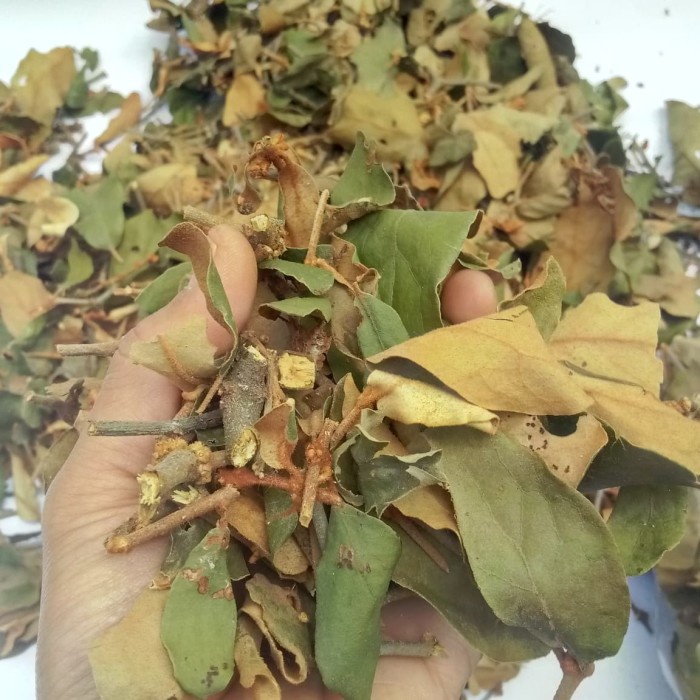 

BENALU JERUK KERING 100GR