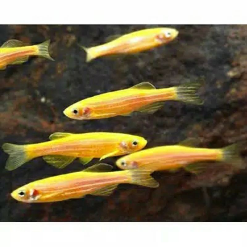 

ikan zebra danio golden yellow aquascpe