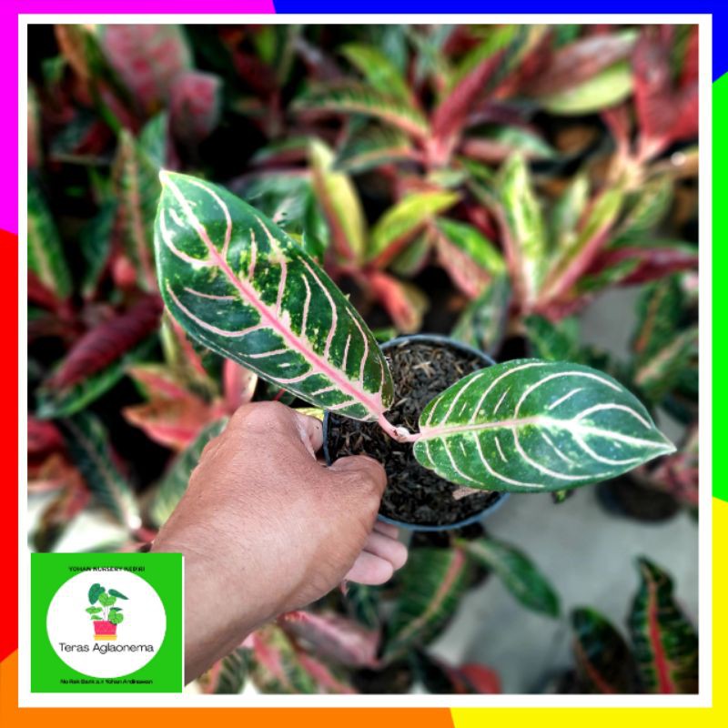 Aglonema pride of sumatra / aglaonema pride of sumatra / aglonema red sumatra / aglonema bibit