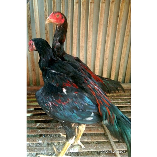 Calon Petarung Koyngon 5 bln