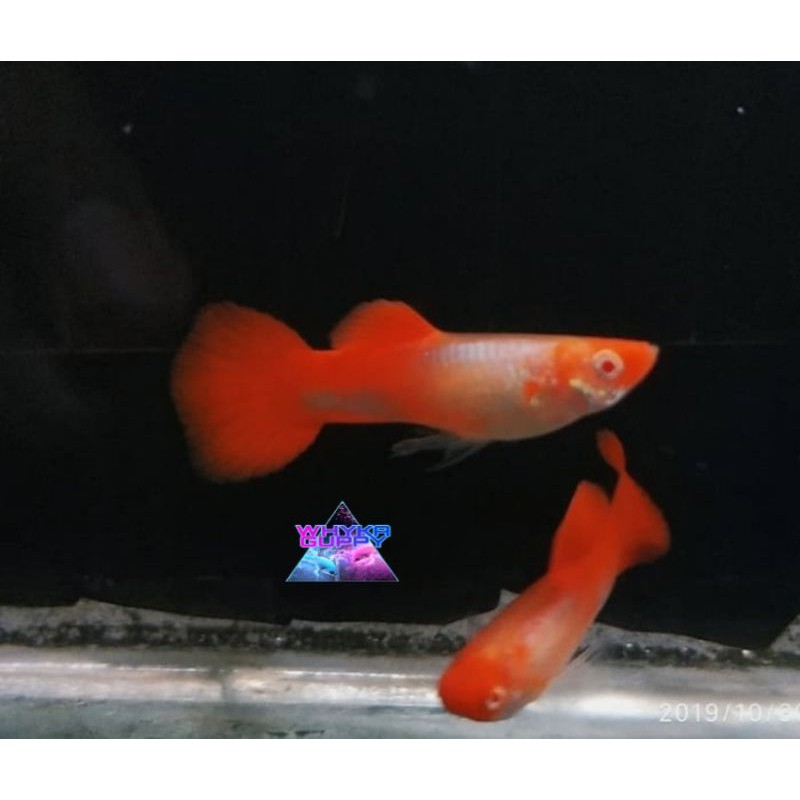 Ikan Guppy Platinum Koi
