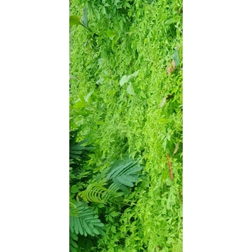 

Daun daun paria hutan asli per 500 grm