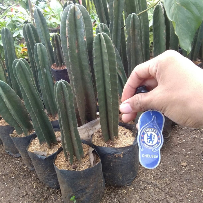 

kaktus koboi 30cm - kaktus