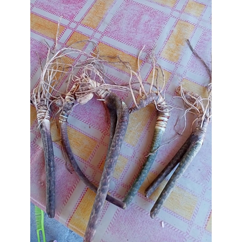 Bonggolan alocasia jacklyn