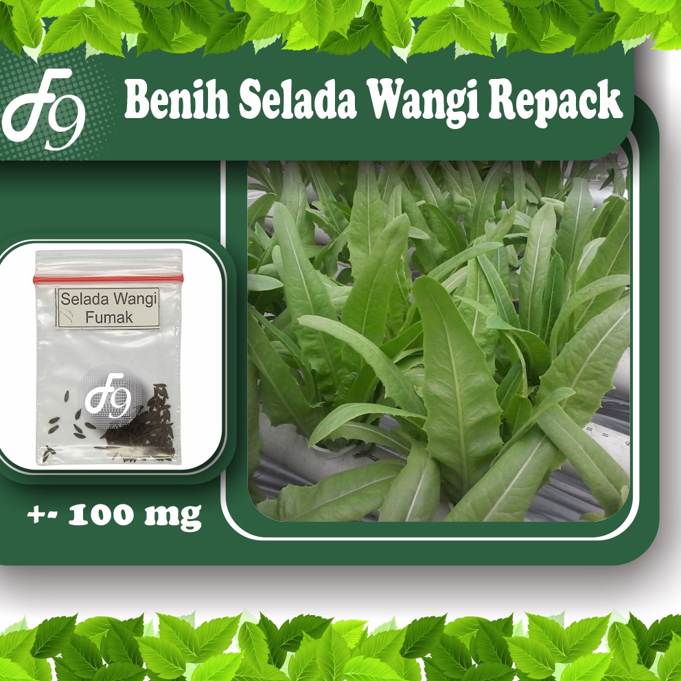 Benih Bibit Selada Wangi Murah Repack Seribuan