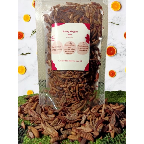 free souvenir menarik untuk 50 pembeli pertama /strong maggot / magot bsf colour booster red /pakan 