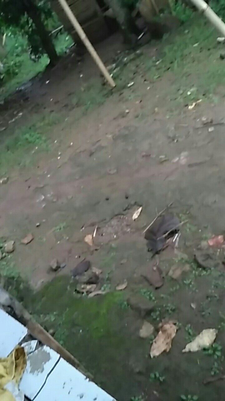 Wallpaper Dinding Bunga Merah Abu Kotak