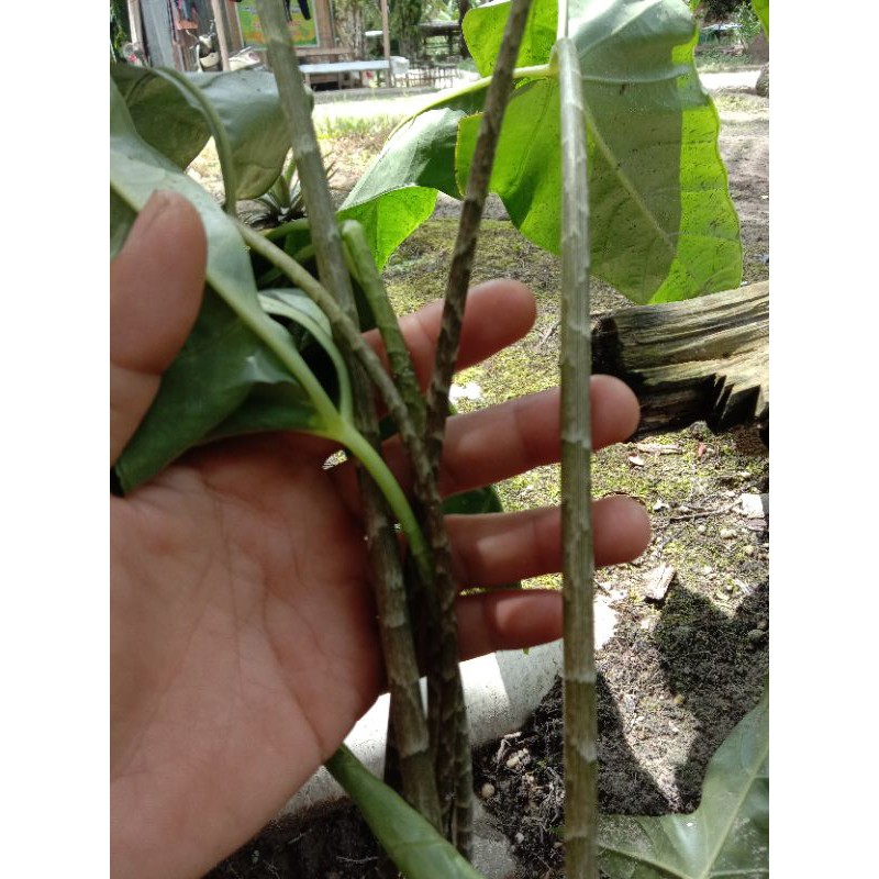 keladi alocasia trigina