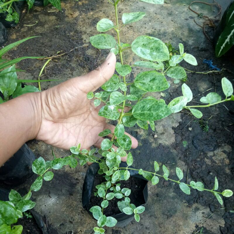 Bahan Bonsai Sancang Varigata