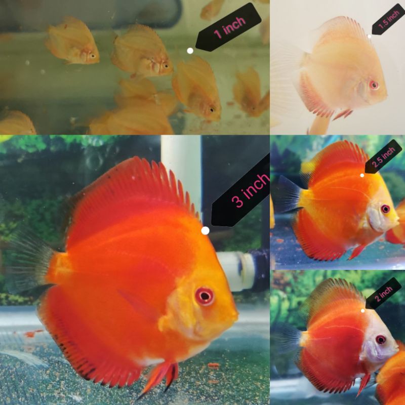 Ikan hias aquarium Discus Red Melon RM, mkn burger, cabek, hikari, vibrabite, pellet ikan