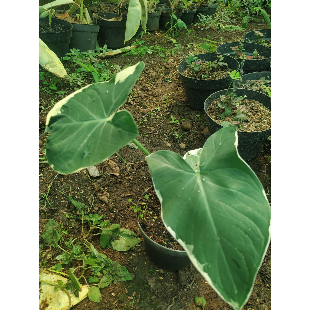 

Keladi Pari